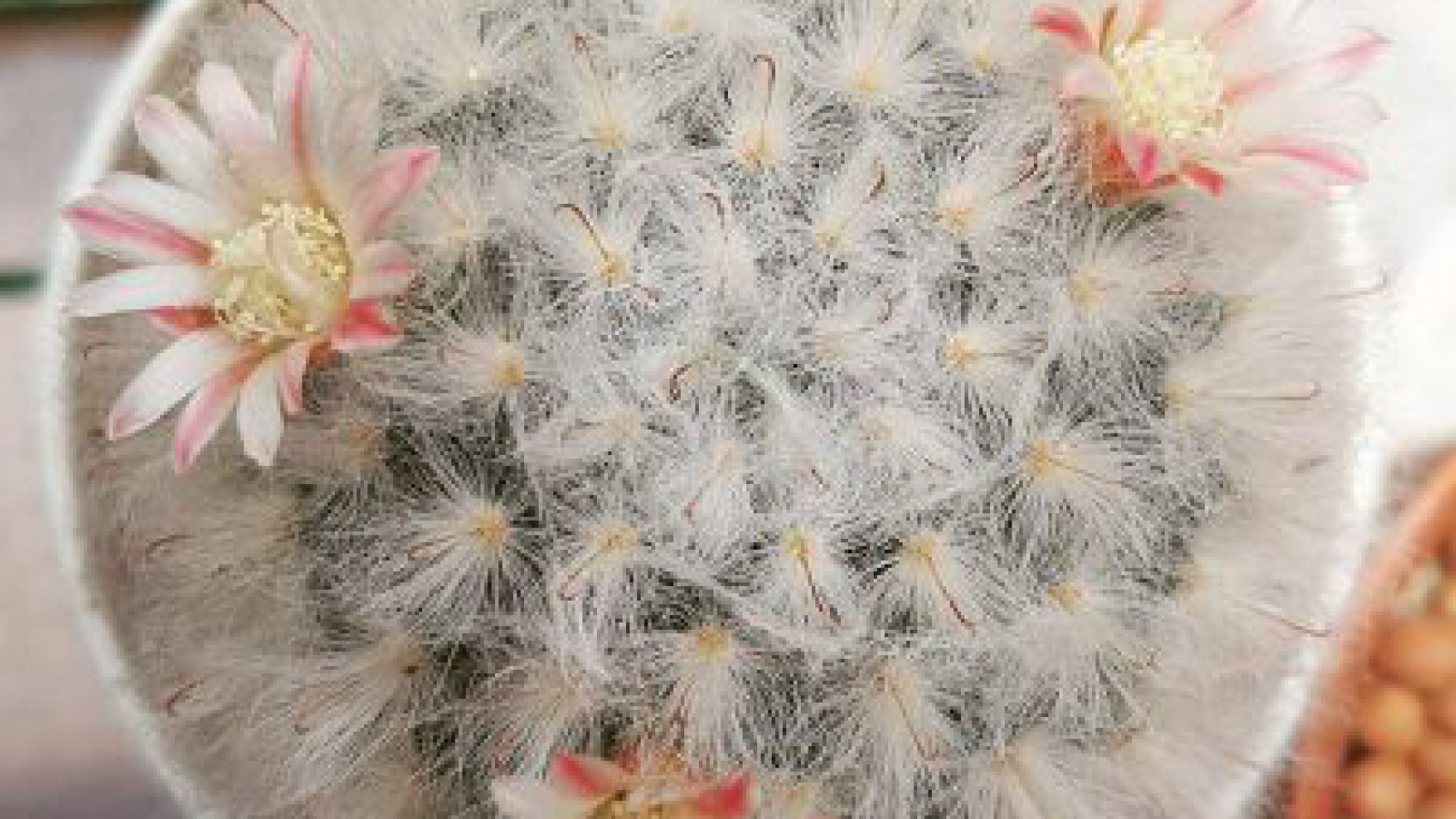 cactus mammillaria ขนแกะ