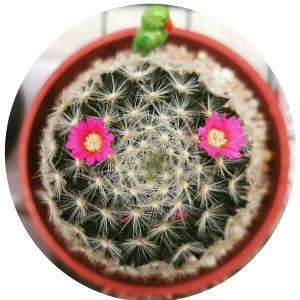 cactus mammillaria ดอกชมพู