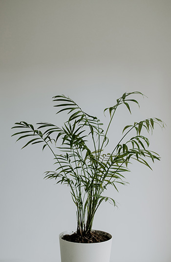 ปาล์มไผ่ Bamboo Palm -350